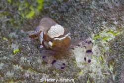 macro by Helmy Hashim 